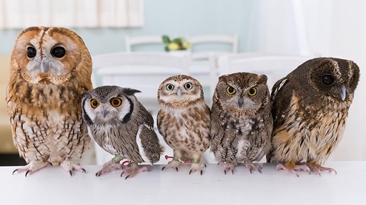 フクロウ好き必見！バイオリンひきのフクロウのアレブリヘ（送料込み！） akibafukuro_main_s.jpg